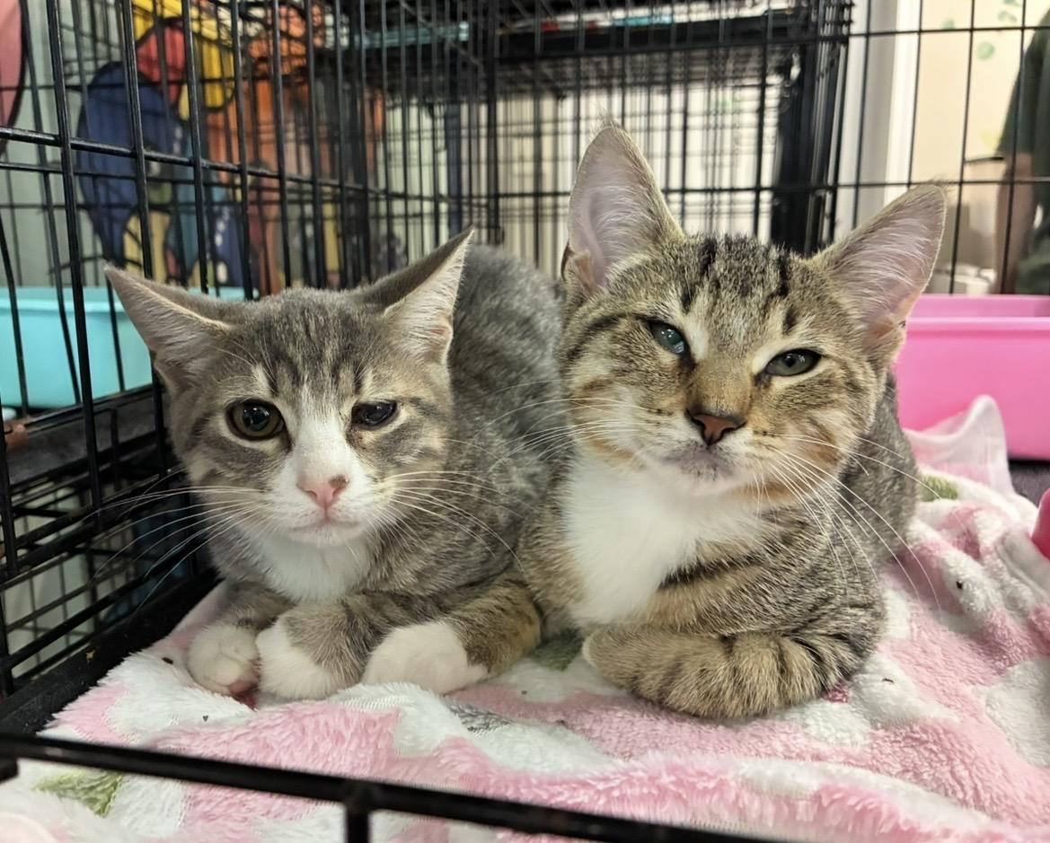 Papa John & Caesar (bonded), a ADOPTABLE Domestic Short Hair in Breinigsville, PA image 1/3
