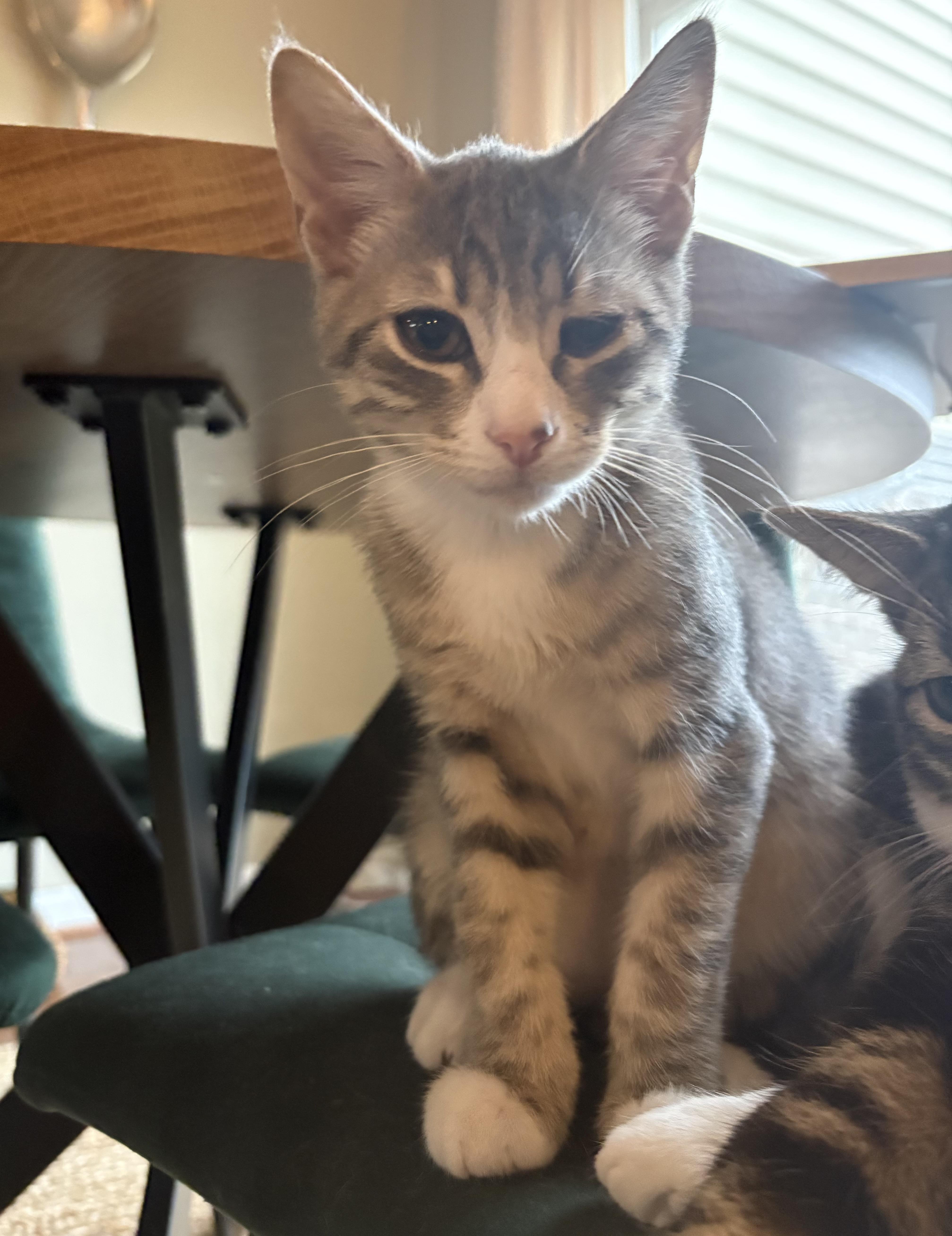 Papa John & Caesar (bonded), a ADOPTABLE Domestic Short Hair in Breinigsville, PA image 2/3