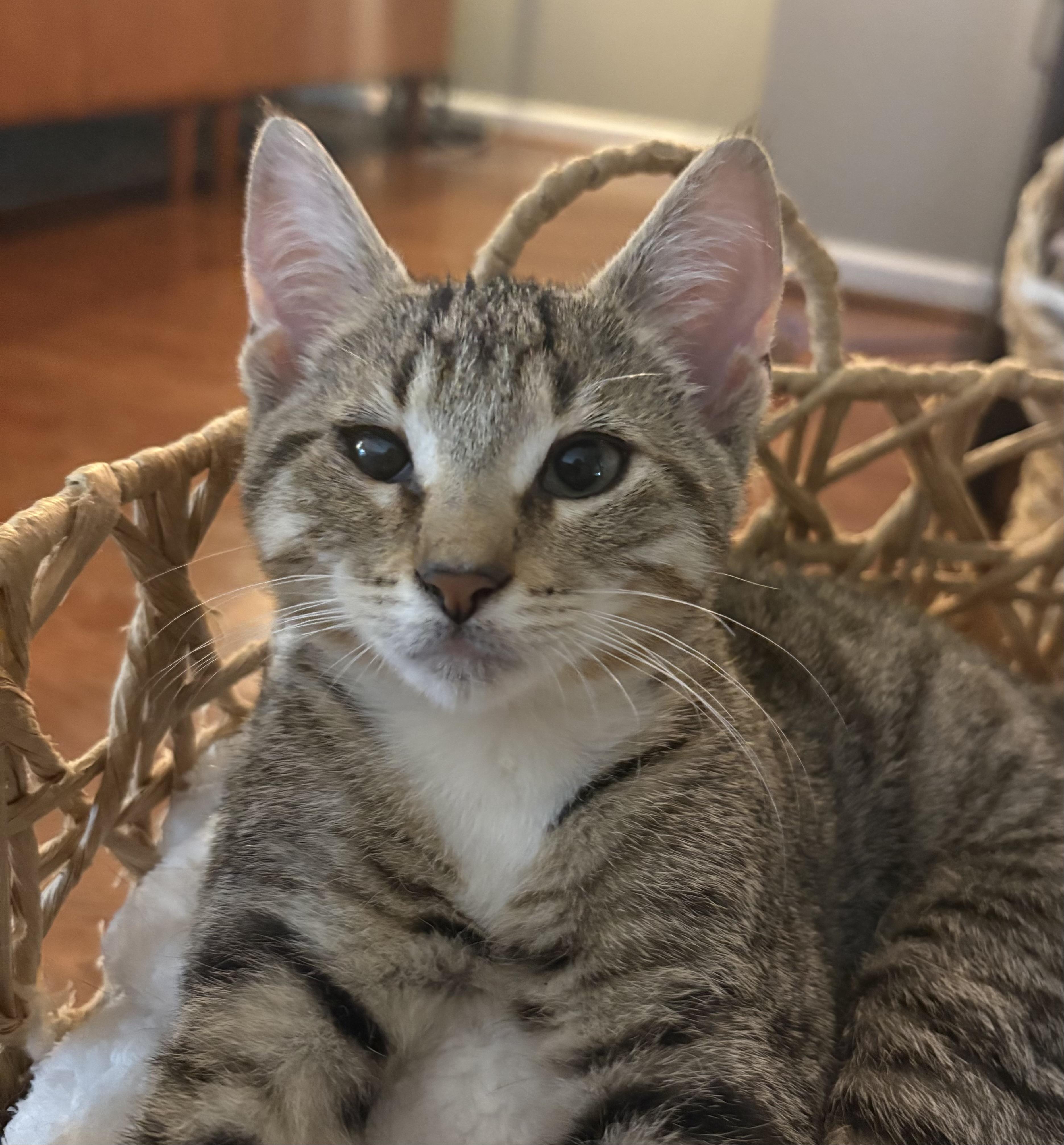 Papa John & Caesar (bonded), a ADOPTABLE Domestic Short Hair in Breinigsville, PA image 3/3
