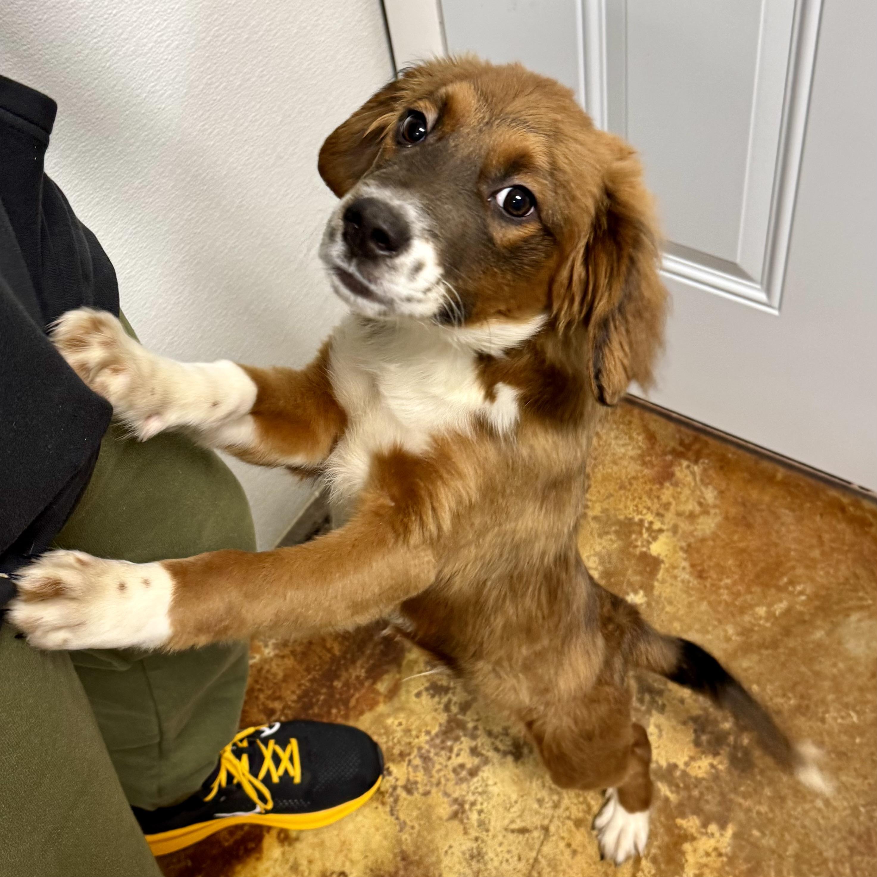 Enlarge SNICKERS, an adoptable mixed breed in Wilmington, OH image 1/3