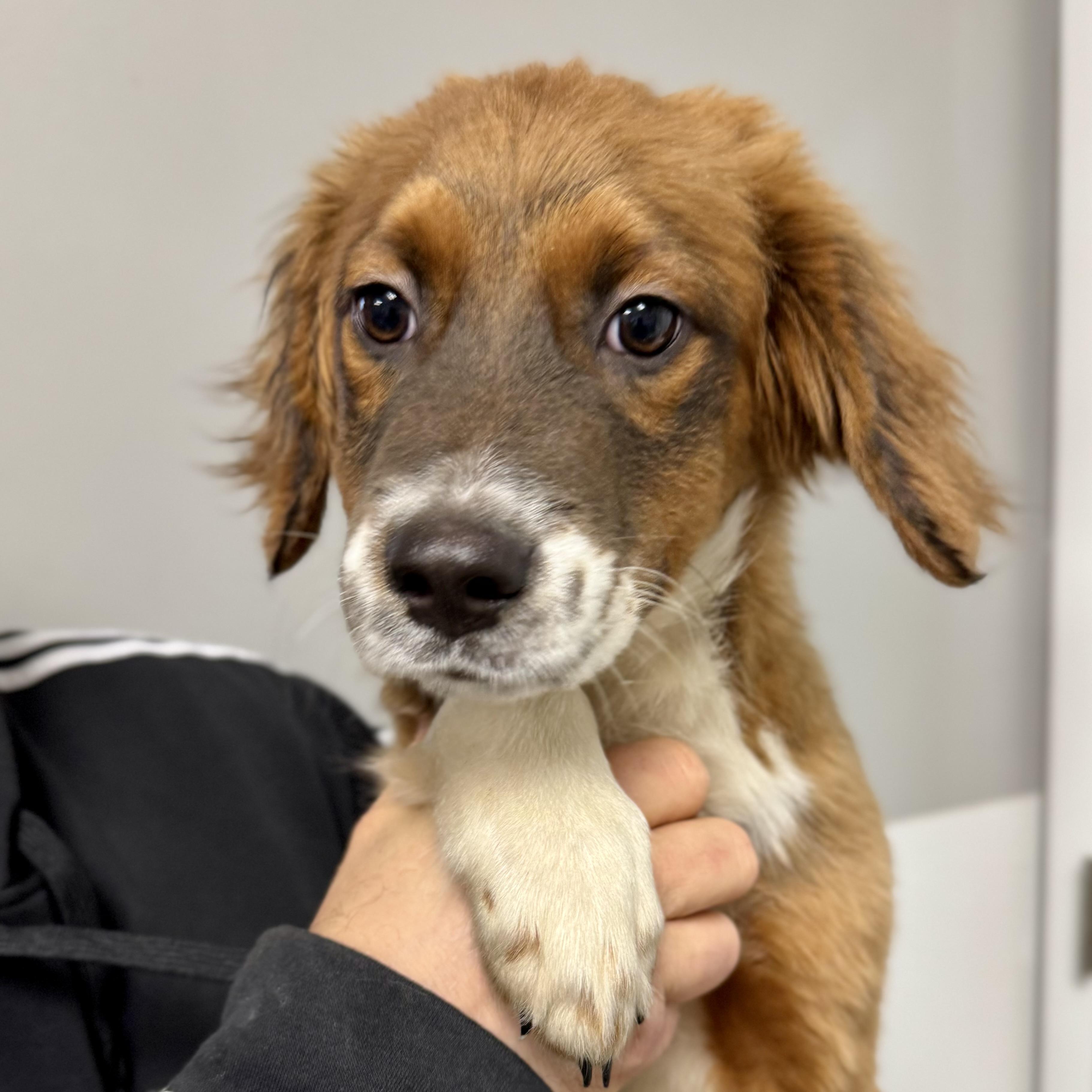 Enlarge SNICKERS, an adoptable mixed breed in Wilmington, OH image 2/3