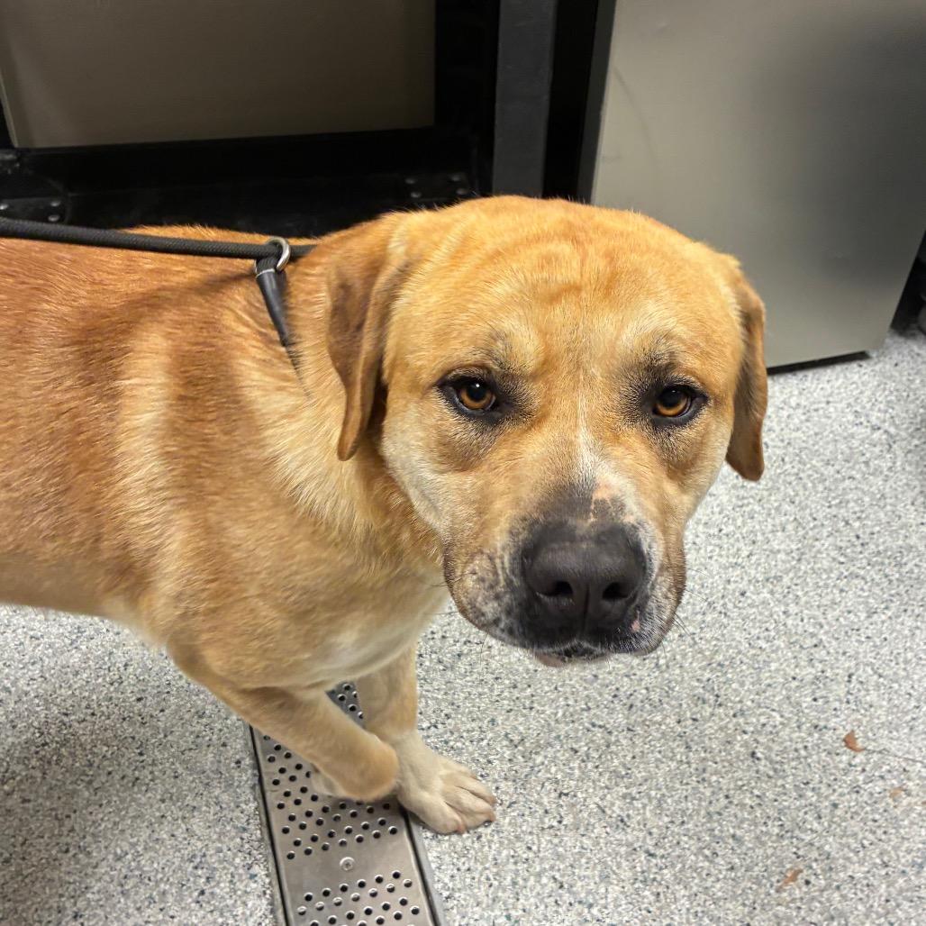 Lion — thumbnail 2