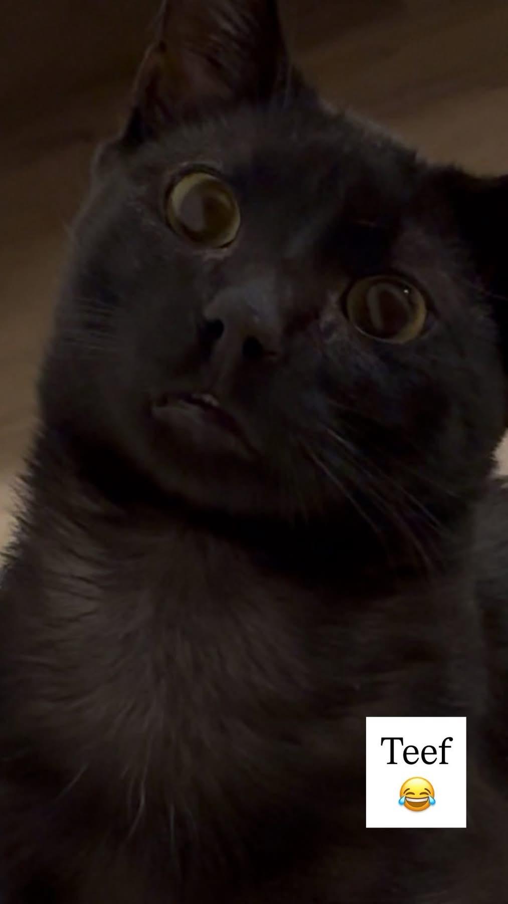 Rudy, a Adoptable Domestic Short Hair in Turnersville, NJ image 3/5