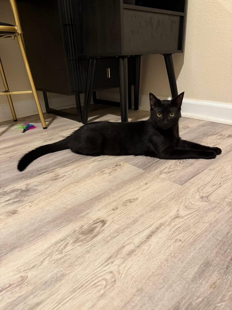 Rudy, a Adoptable Domestic Short Hair in Turnersville, NJ image 1/5