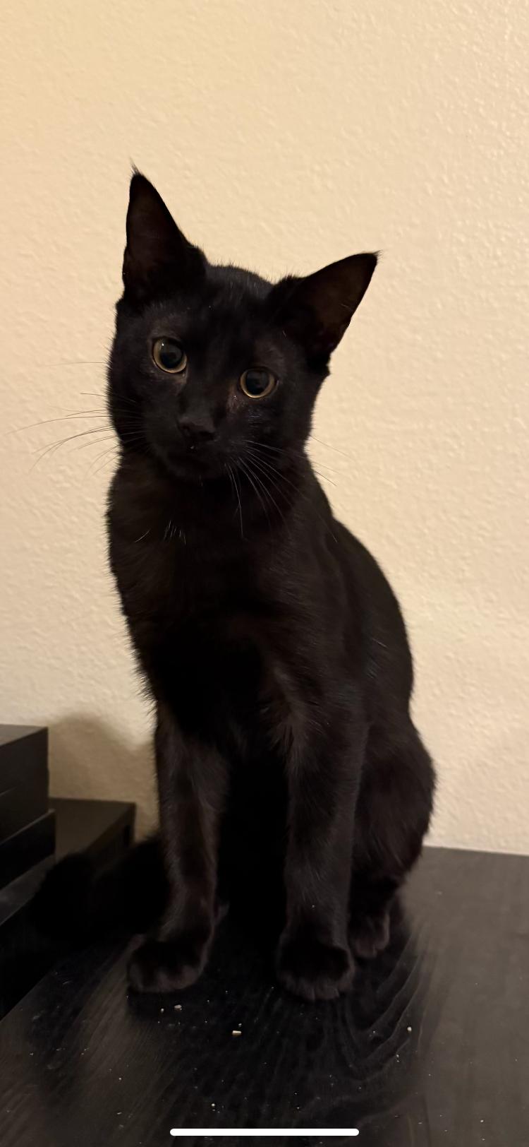 Enlarge Rudy, a Adoptable Domestic Short Hair in Turnersville, NJ image 1/1