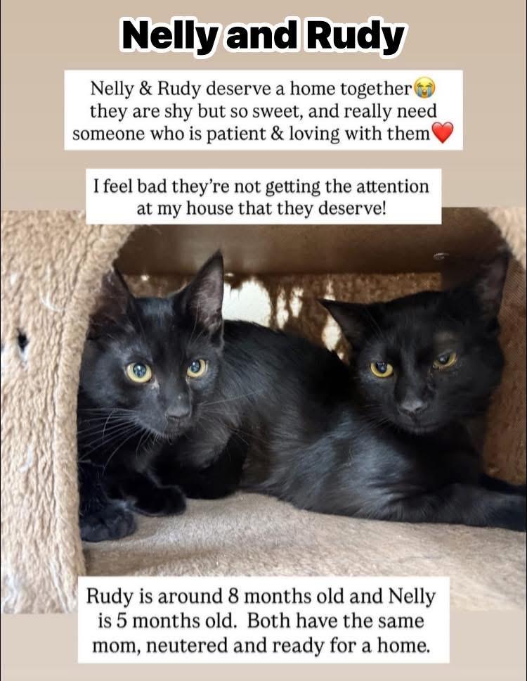 Rudy, a Adoptable Domestic Short Hair in Turnersville, NJ image 5/5