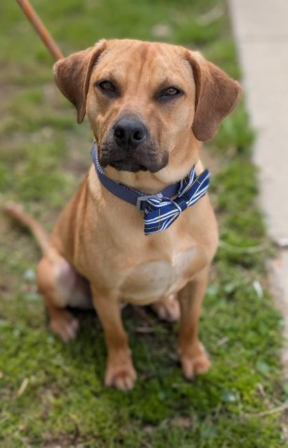 Bubs, Adoptable, Adult Male Black Mouth Cur & Mixed Breed.