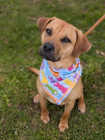 Enlarge Bubs, a Adoptable mixed breed in Gulfport, MS image 2/2