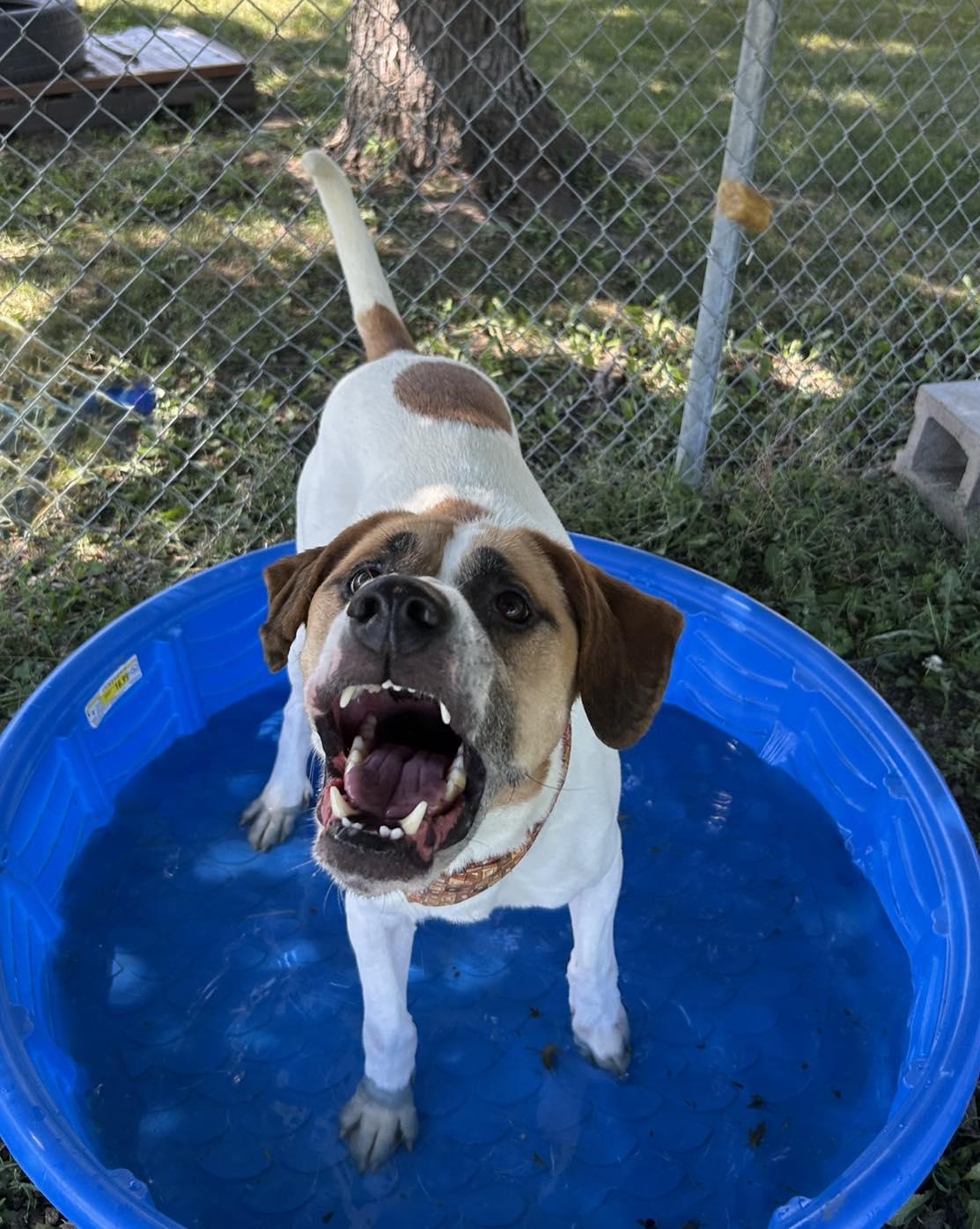 Opie