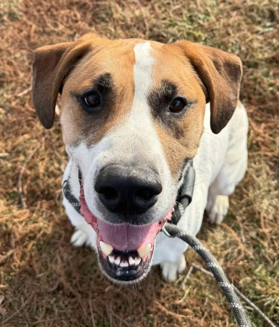 Opie