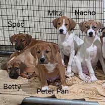 Mitzi The Puppy thumbnail 2