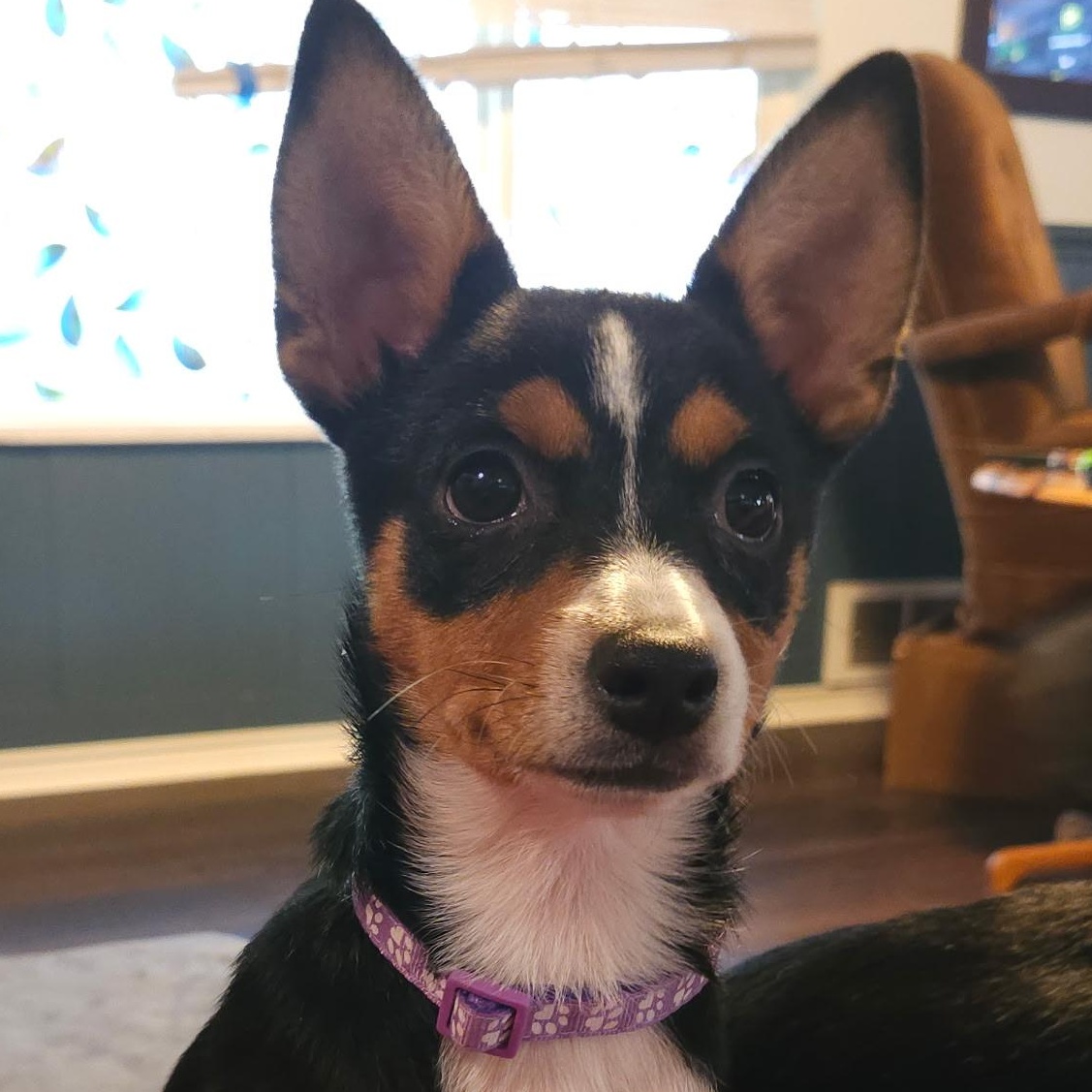 Hilda, Adoptable, Puppy Female Rat Terrier & Cattle Dog.