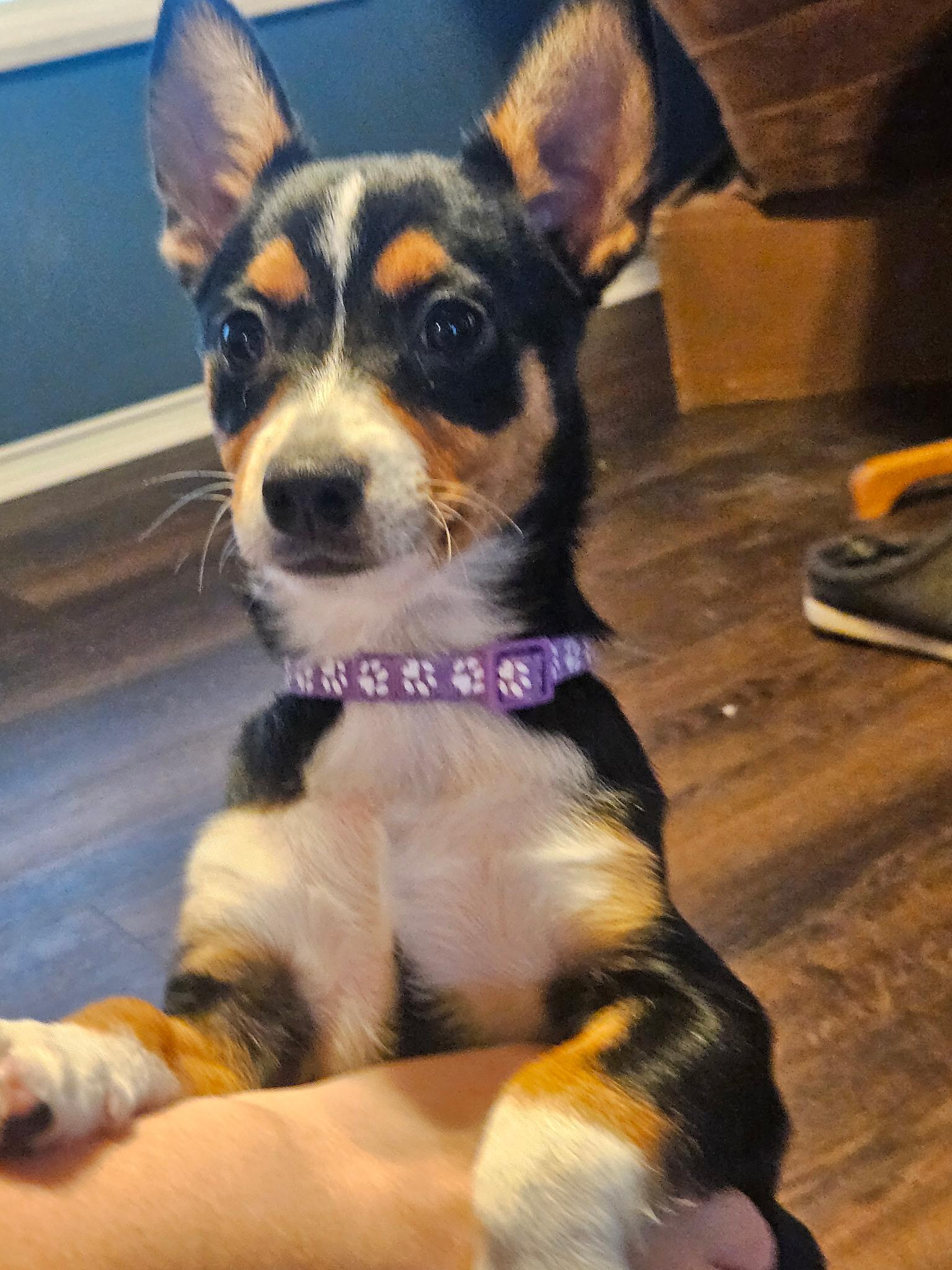 Hilda, a Adoptable mixed breed in Salem, OR image 3/5