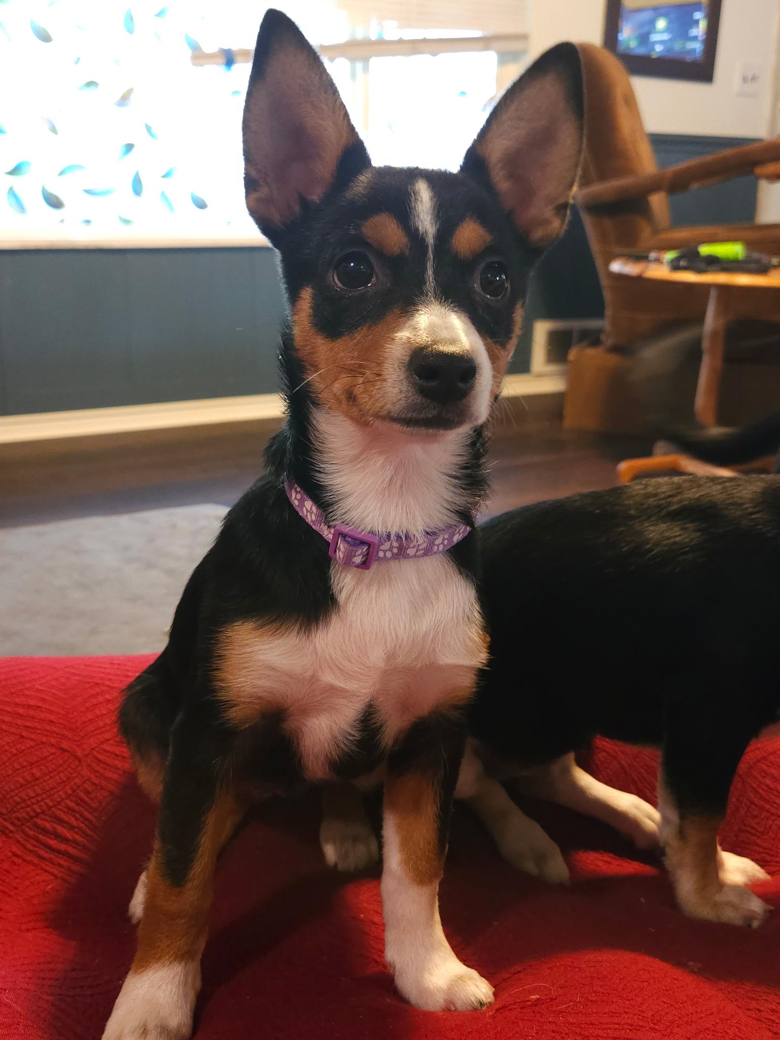 Hilda, a Adoptable mixed breed in Salem, OR image 2/5