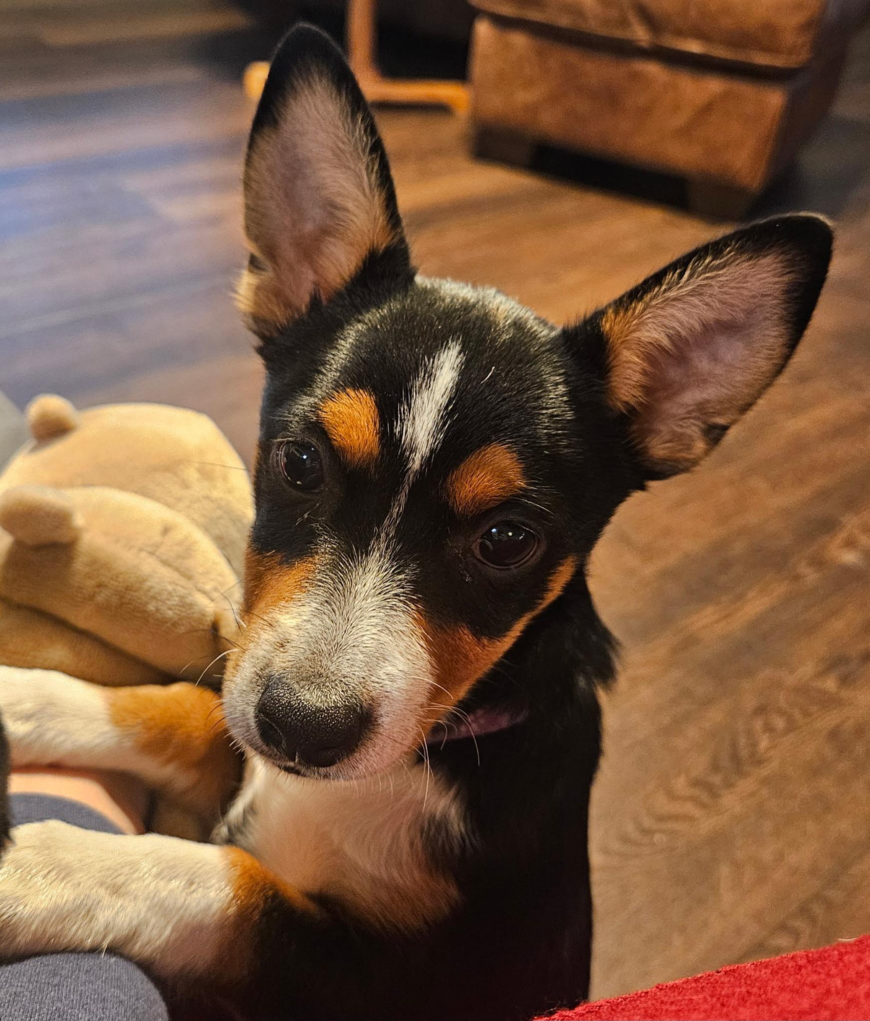 Hilda, a Adoptable mixed breed in Salem, OR image 5/5