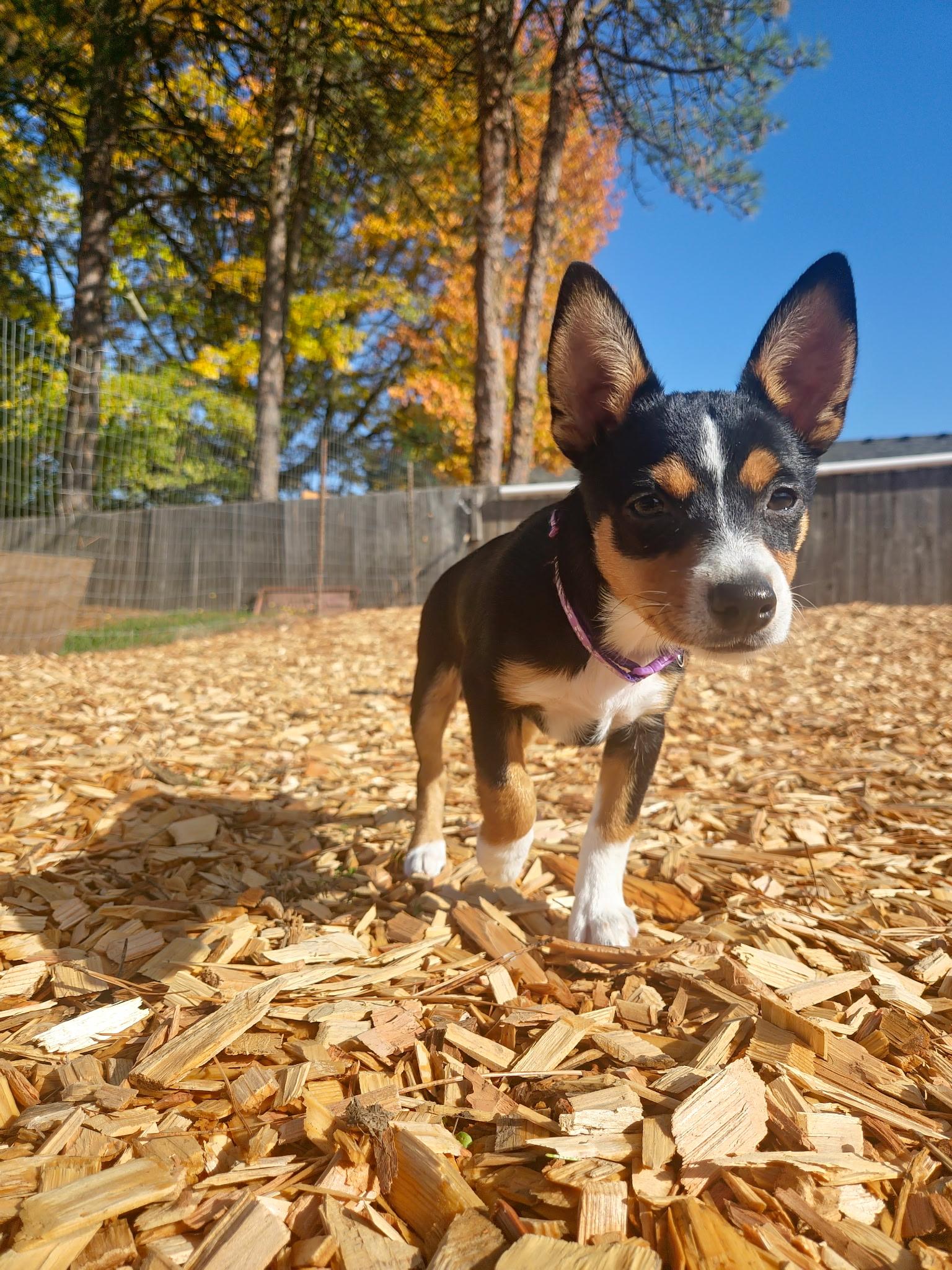 Hilda, a Adoptable mixed breed in Salem, OR image 4/5