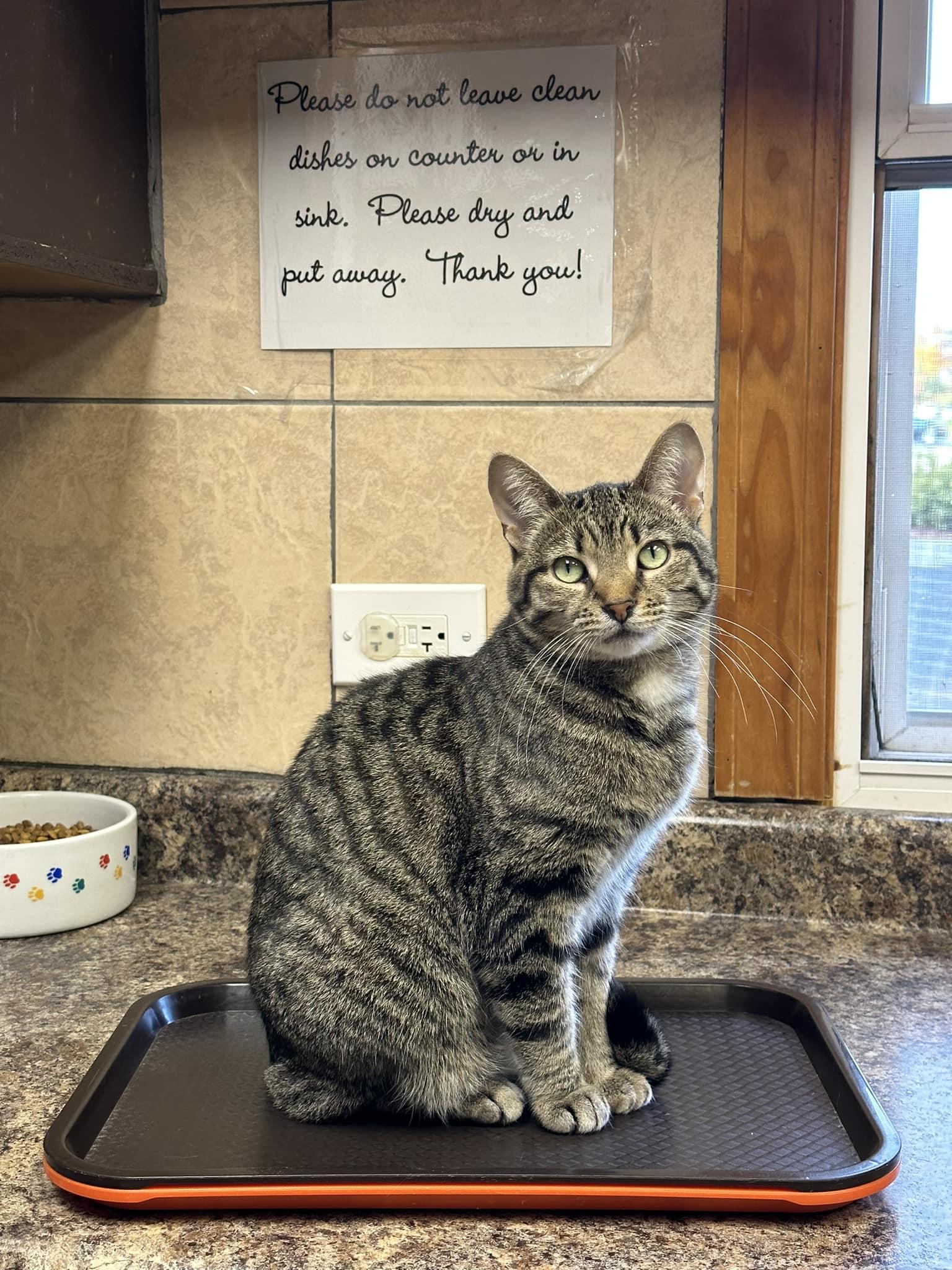 Faith, a Adoptable Domestic Short Hair in Crystal Lake, IL image 2/5