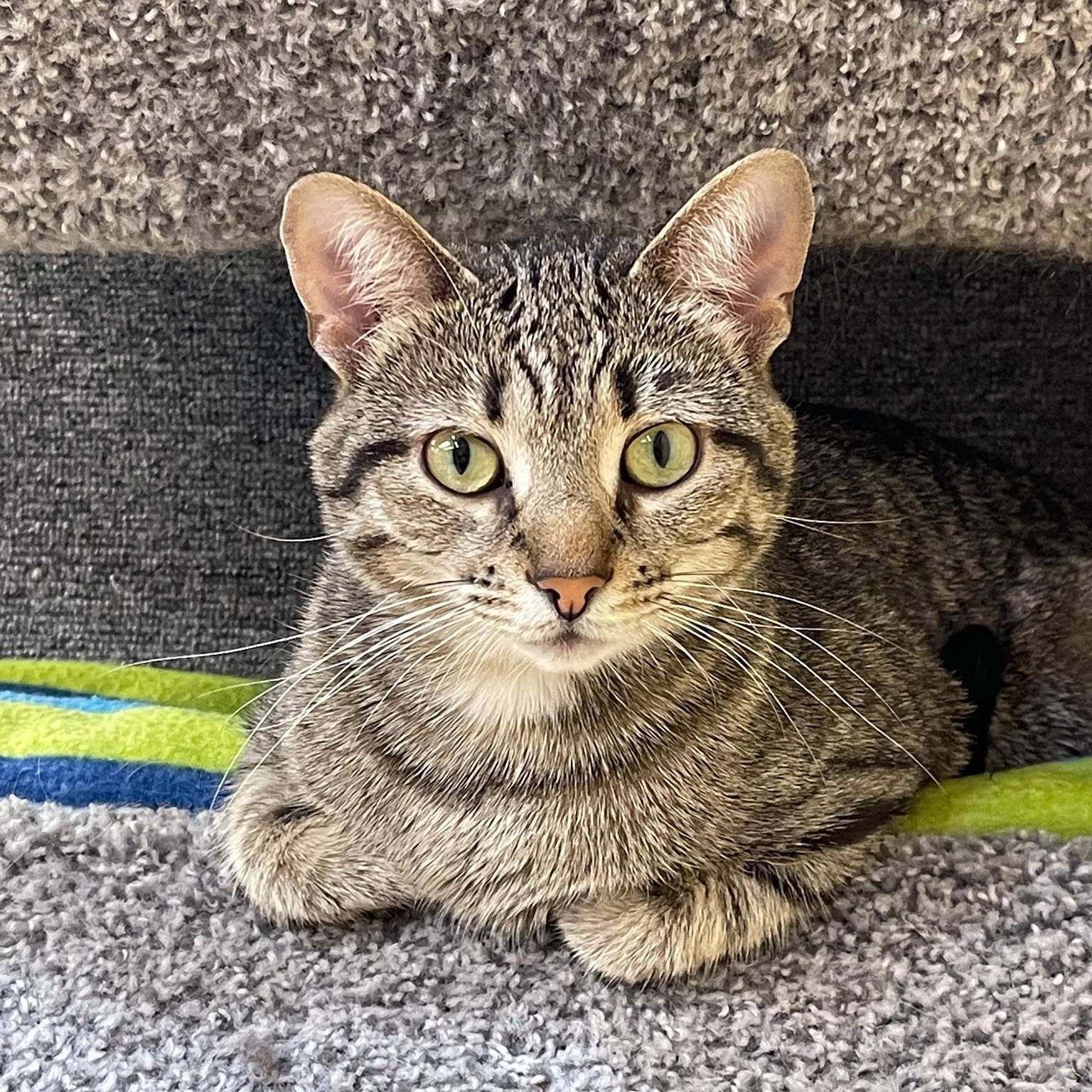 Faith, a Adoptable Domestic Short Hair in Crystal Lake, IL image 5/5