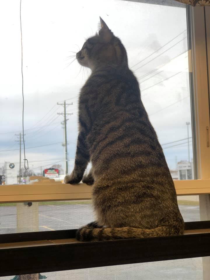 Faith, a Adoptable Domestic Short Hair in Crystal Lake, IL image 3/5