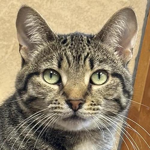 Faith, a Adoptable Domestic Short Hair in Crystal Lake, IL image 1/5