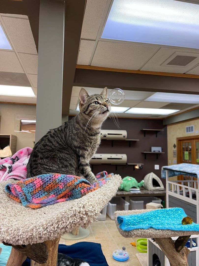 Faith, a Adoptable Domestic Short Hair in Crystal Lake, IL image 4/5