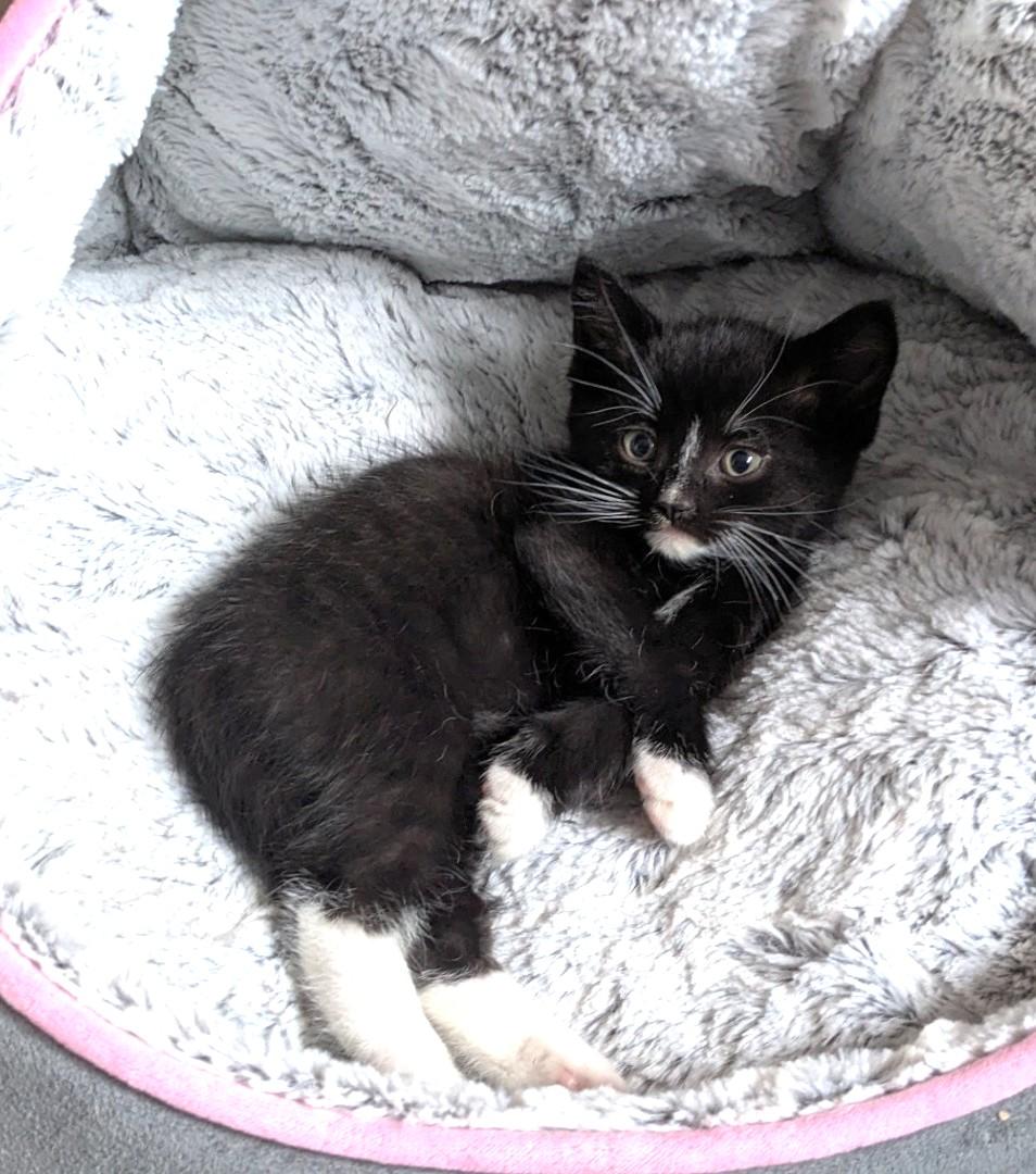 Smudge, an adopted Tuxedo in Stoney Creek, ON image 3/5