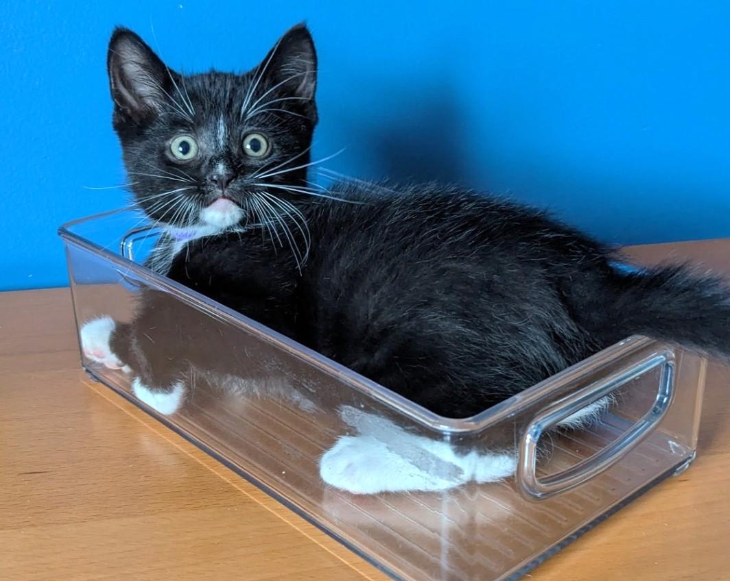 Smudge, an adopted Tuxedo in Stoney Creek, ON image 4/5