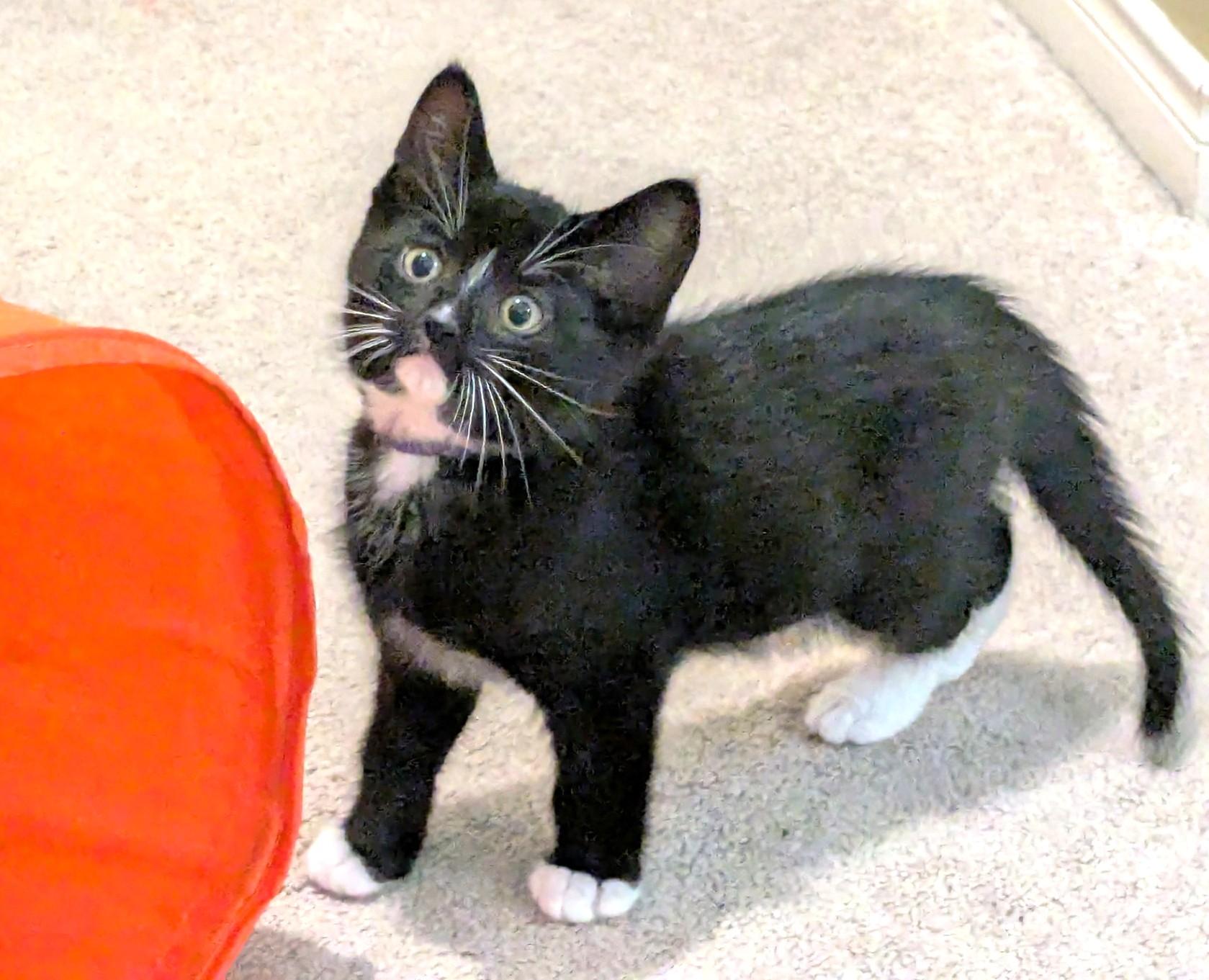 Smudge, an adopted Tuxedo in Stoney Creek, ON image 5/5