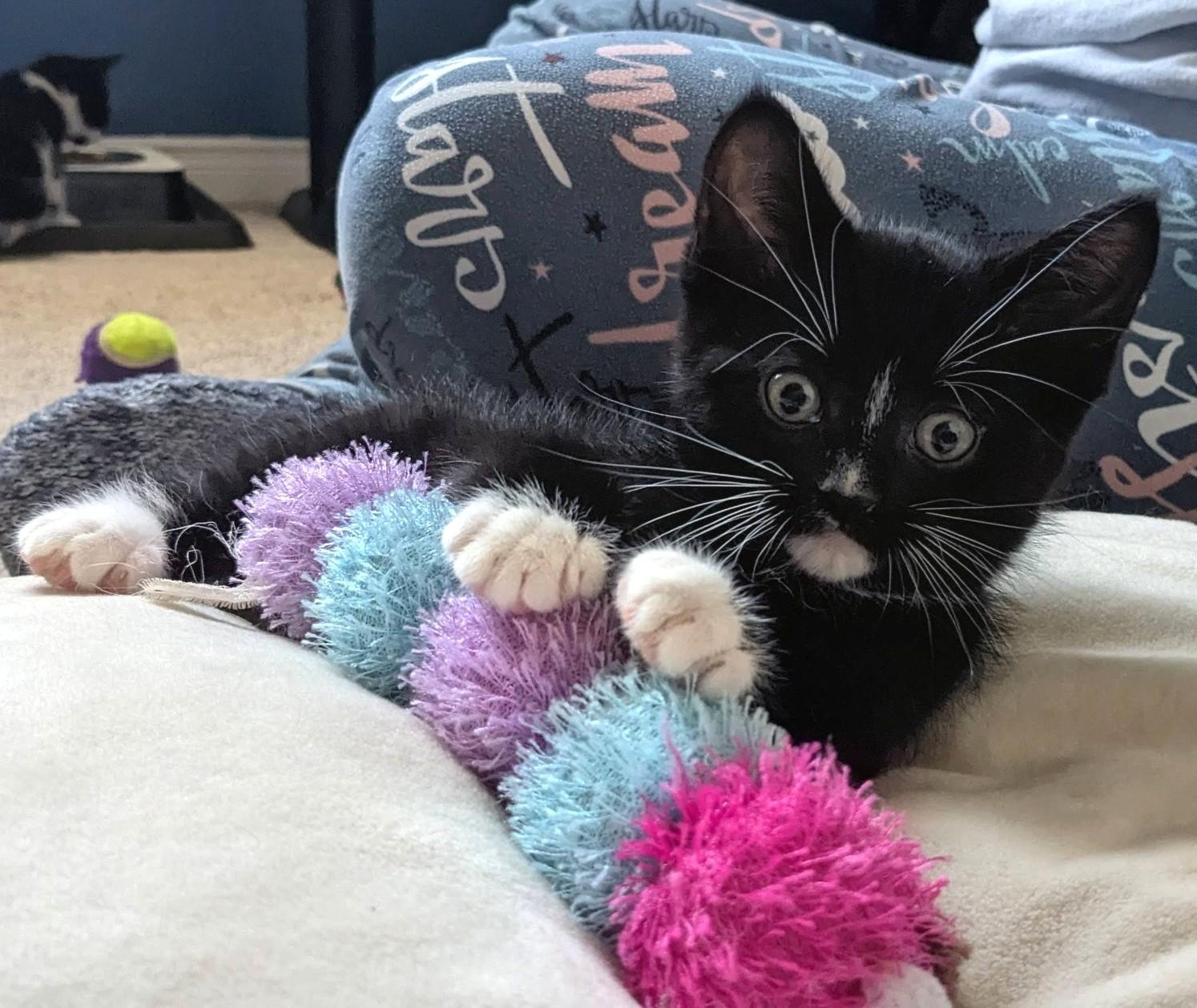 Smudge, an adopted Tuxedo in Stoney Creek, ON image 2/5