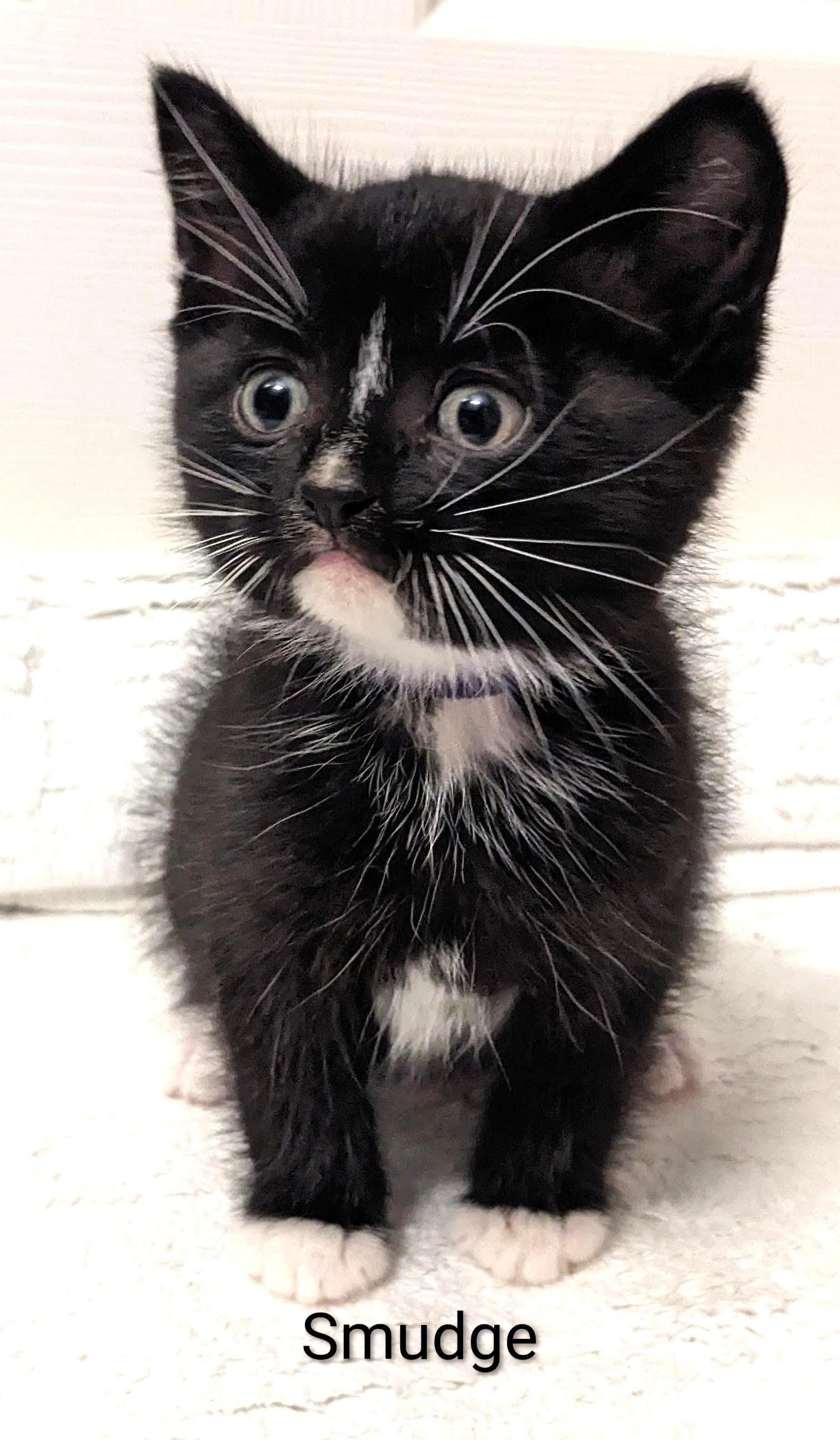 Smudge, adopted, Kitten Male Tuxedo.