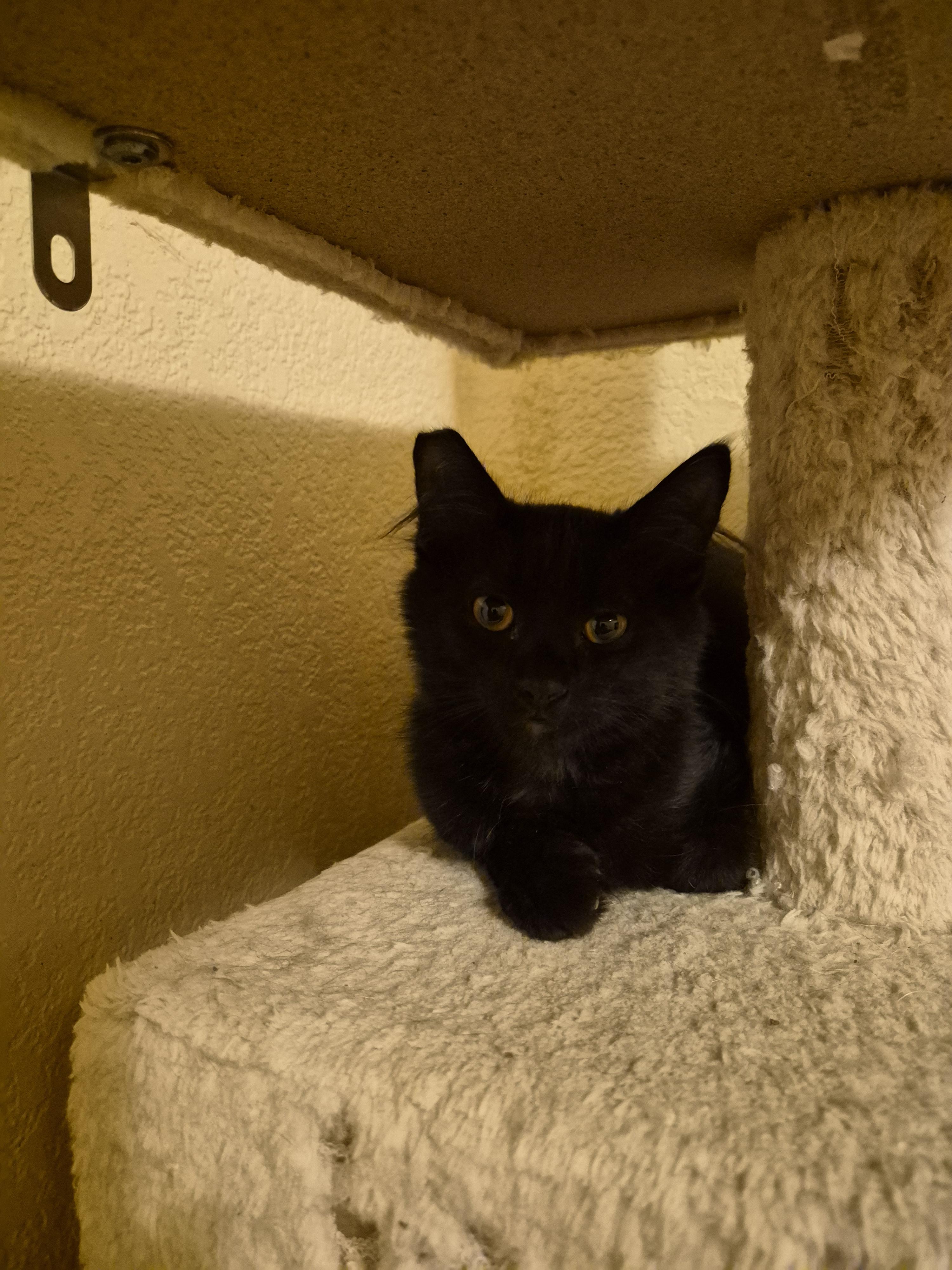 Enlarge Alberto, a Adoptable Domestic Medium Hair in Rio Linda, CA image 2/2