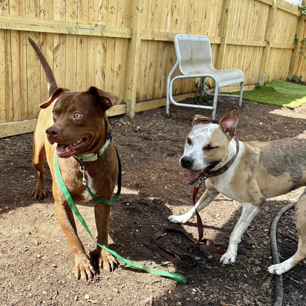 Vero, a Adoptable mixed breed in Savannah, GA image 1/6