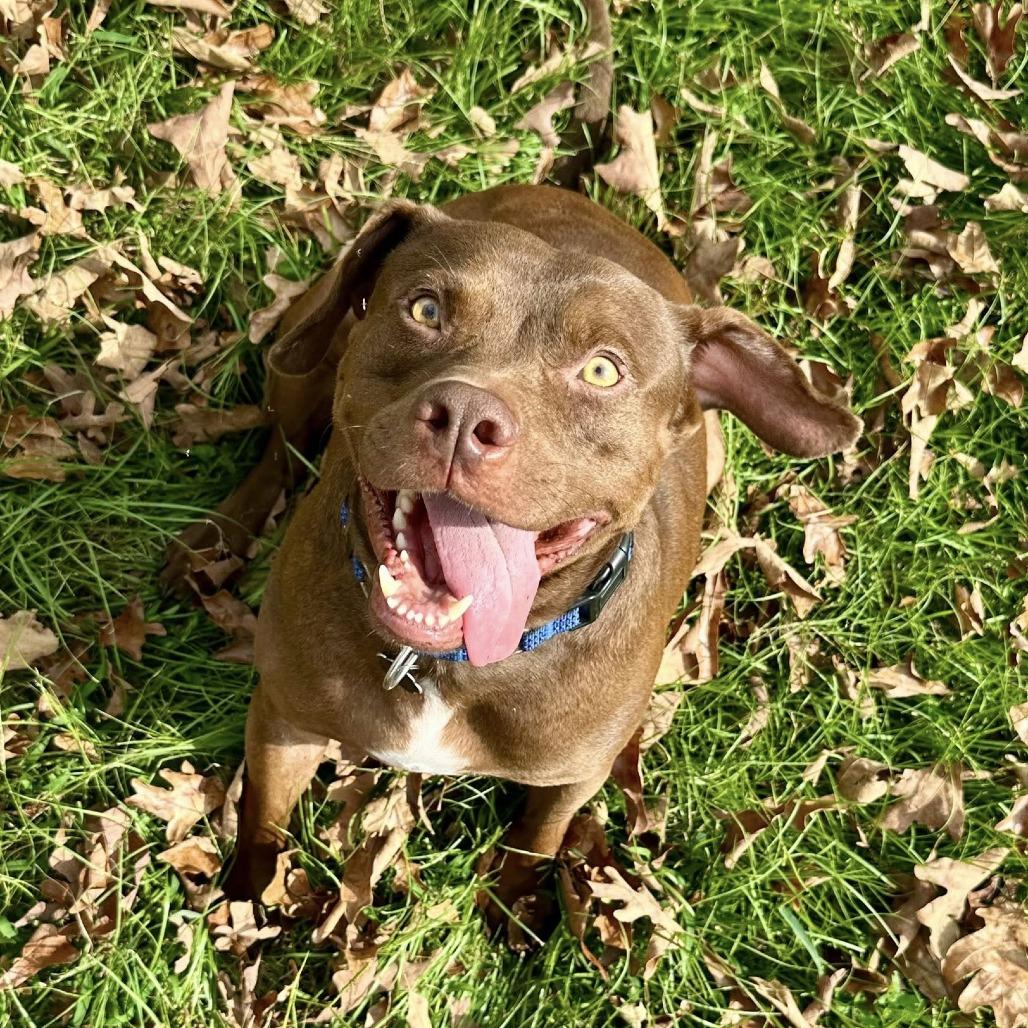 Enlarge Vero, a Adoptable mixed breed in Savannah, GA image 2/6