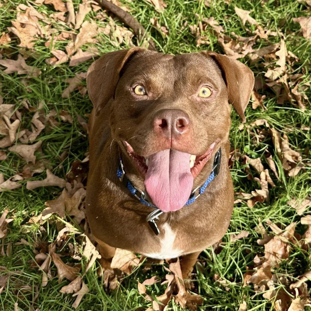 Vero, a Adoptable mixed breed in Savannah, GA image 2/6