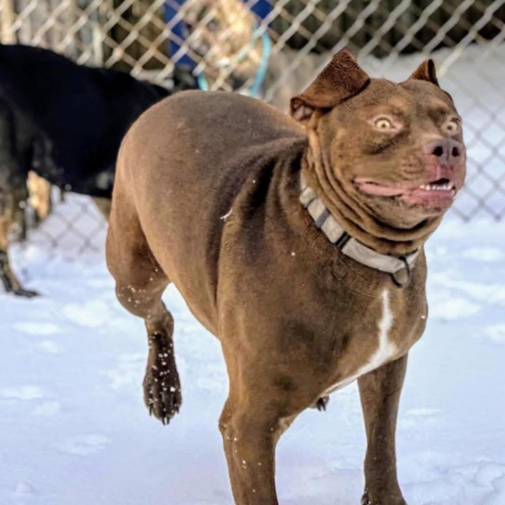 Vero, a Adoptable mixed breed in Savannah, GA image 3/6