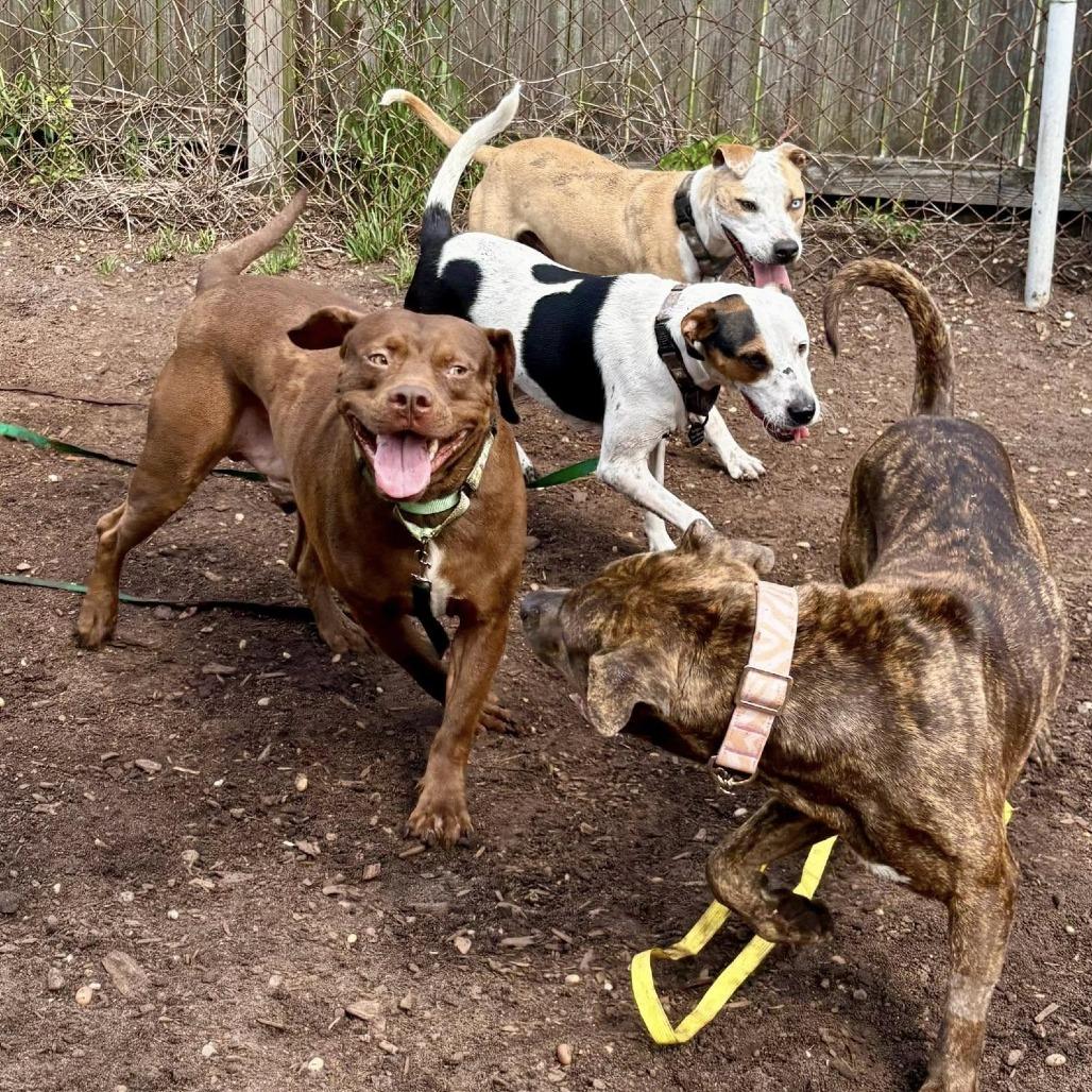 Vero, a Adoptable mixed breed in Savannah, GA image 4/6