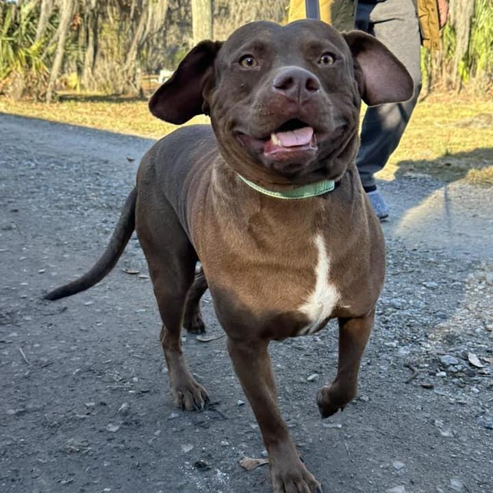 Vero, a Adoptable mixed breed in Savannah, GA image 6/6