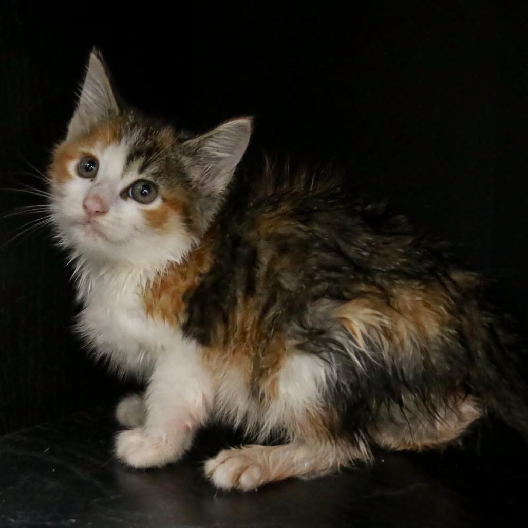 Cali, Adoptable, Kitten Female Domestic Short Hair & Domestic Short Hair.