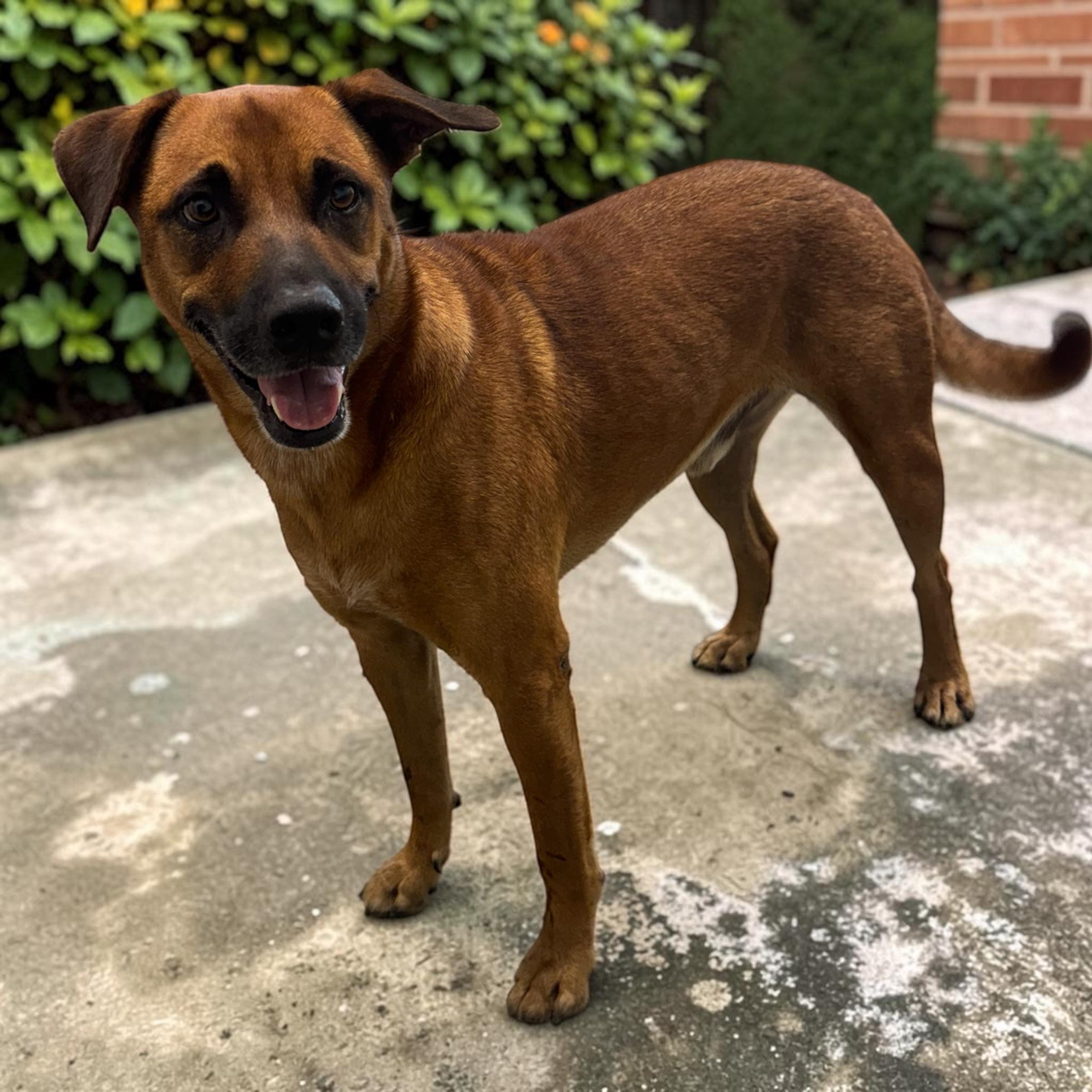 Enlarge Tito, a Adoptable mixed breed in Edmonds, WA image 3/5