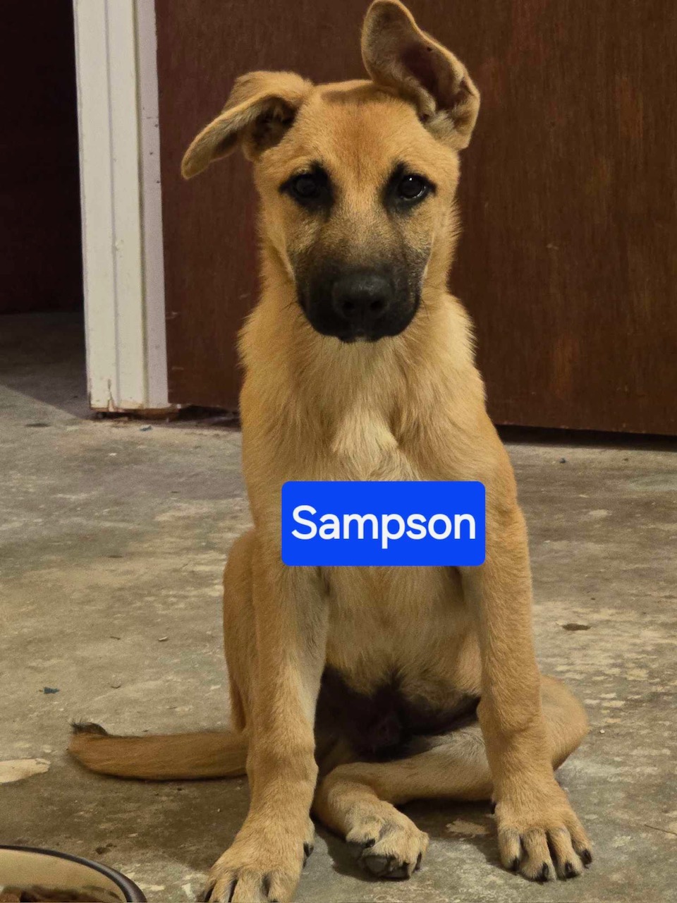 Enlarge Sampson, a Adopted mixed breed in Lufkin, TX image 1/3