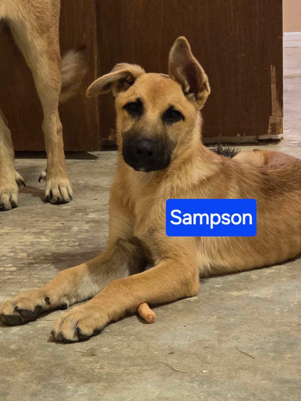 Enlarge Sampson, a Adopted mixed breed in Lufkin, TX image 2/3