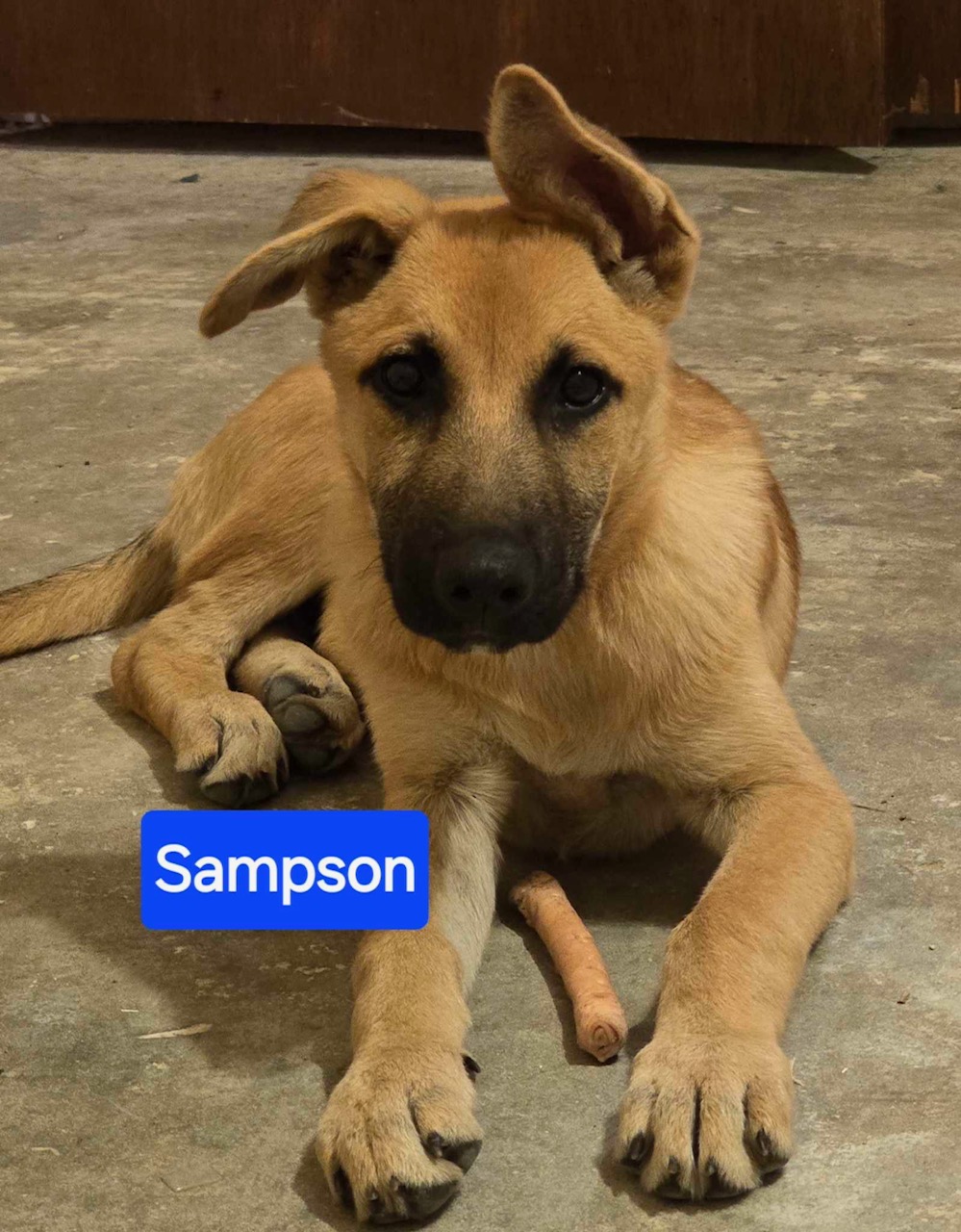 Enlarge Sampson, a Adopted mixed breed in Lufkin, TX image 3/3