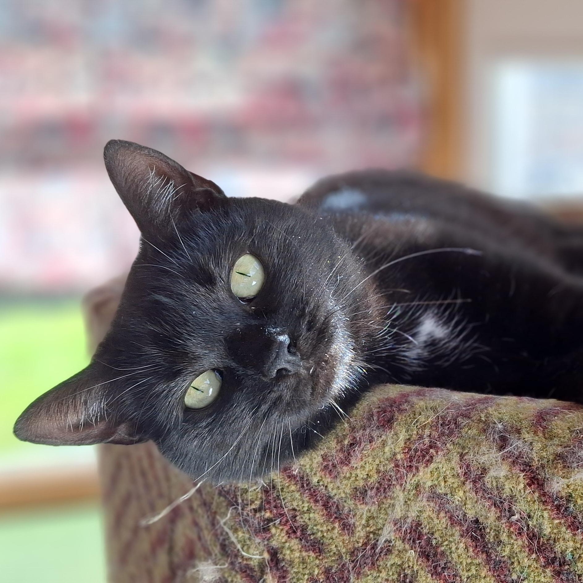Bianca, Adoptable, Adult Female Domestic Short Hair.