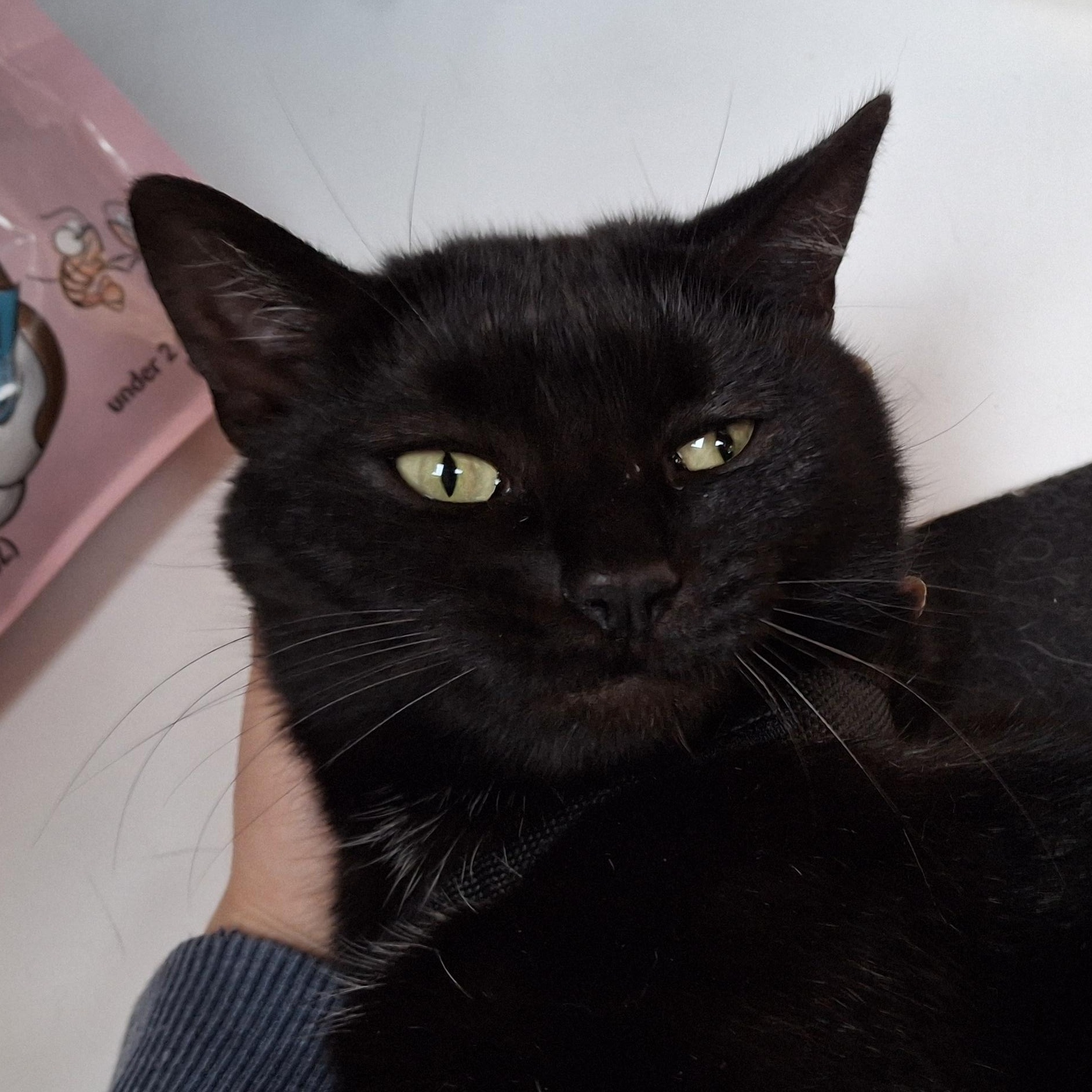 Enlarge Bianca, a Adoptable Domestic Short Hair in Littleton, NH image 4/6