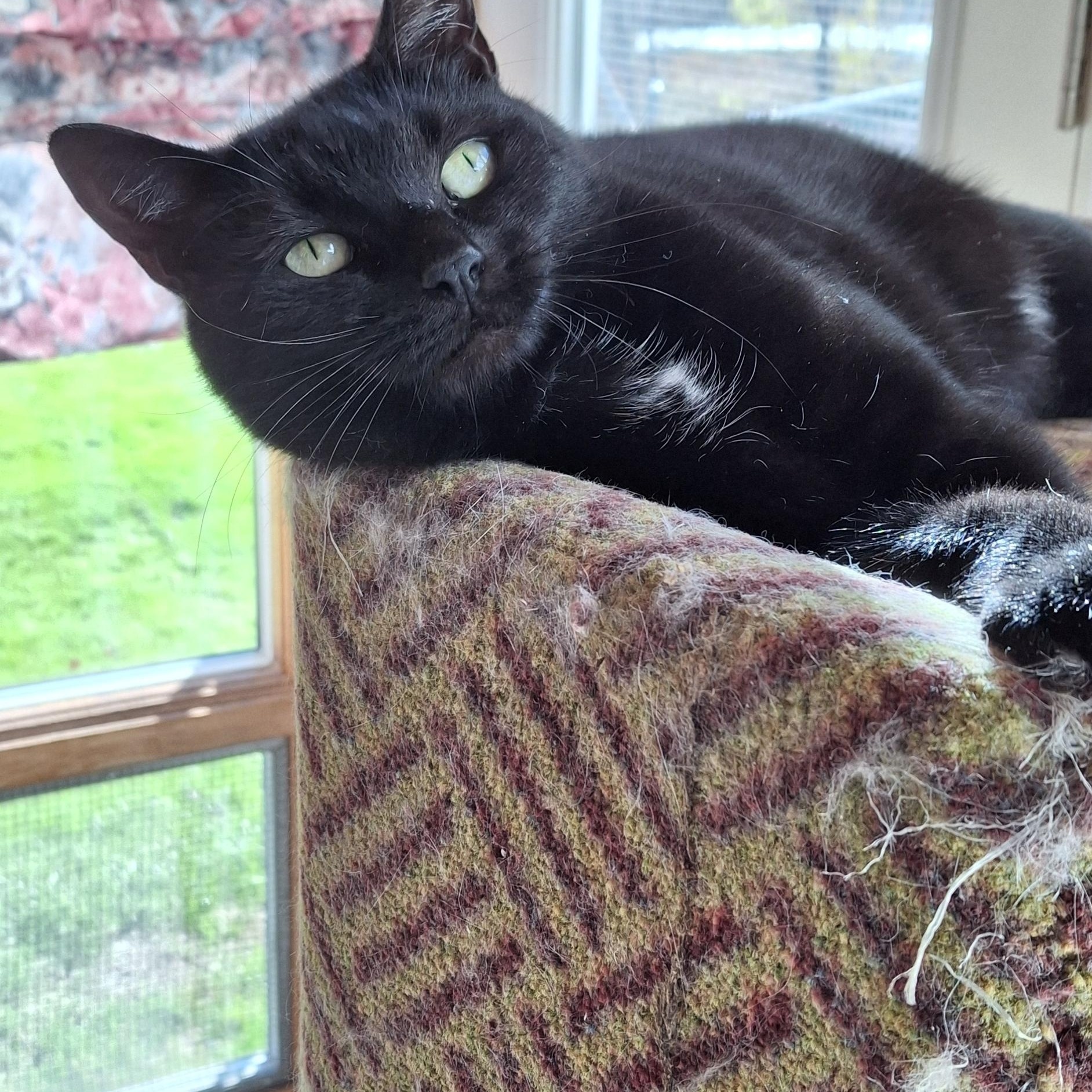 Enlarge Bianca, a Adoptable Domestic Short Hair in Littleton, NH image 3/6