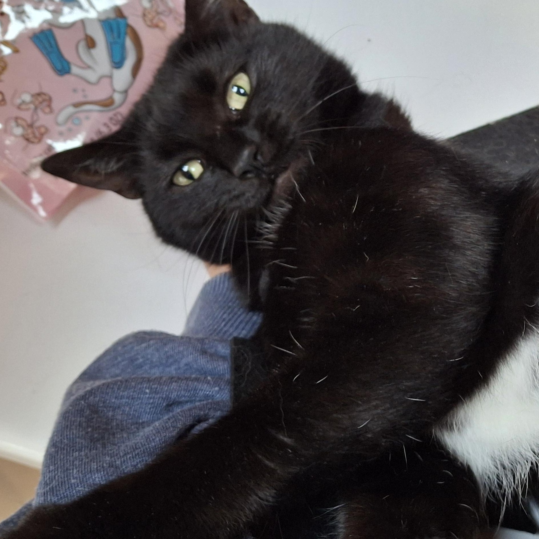 Enlarge Bianca, a Adoptable Domestic Short Hair in Littleton, NH image 6/6