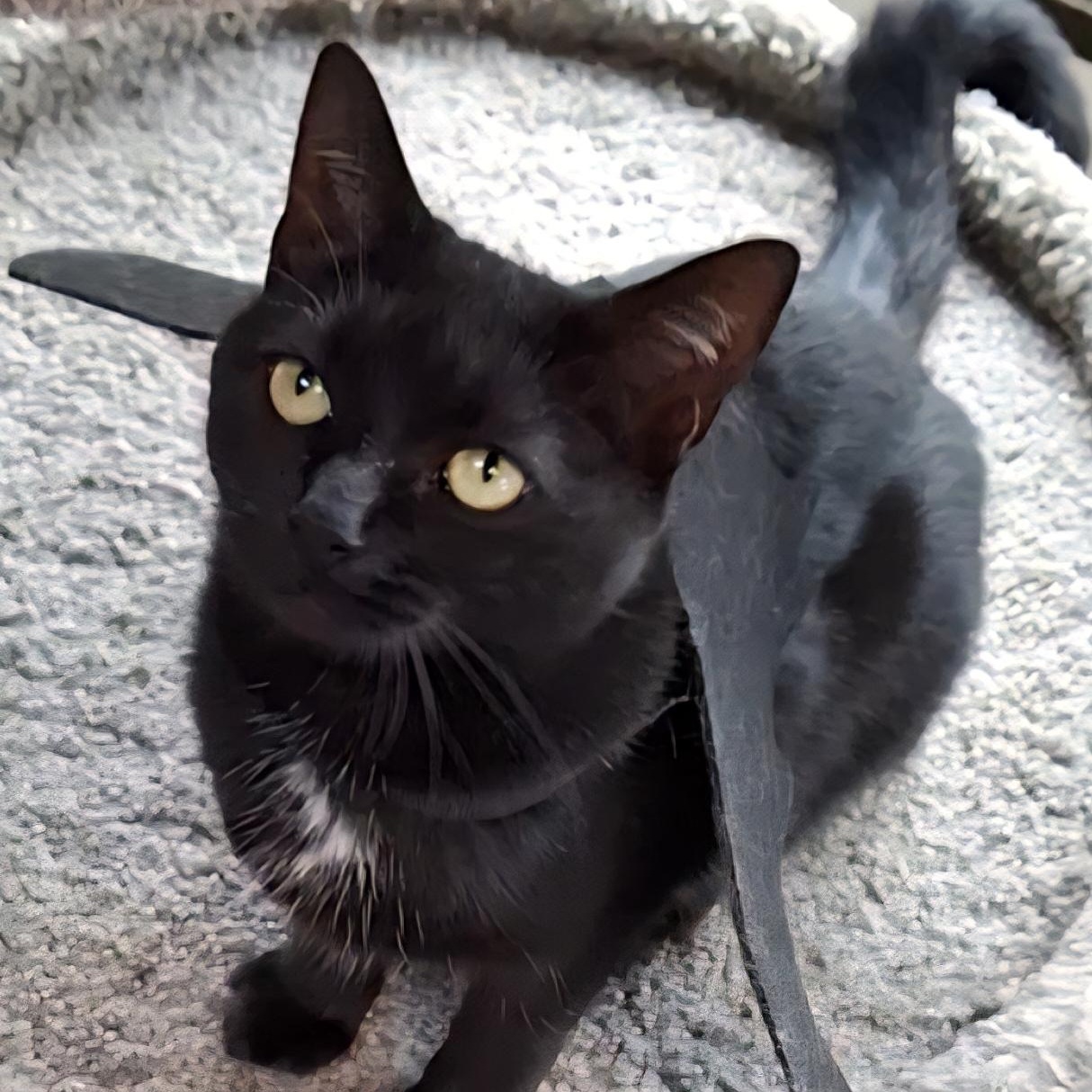 Enlarge Bianca, a Adoptable Domestic Short Hair in Littleton, NH image 2/6