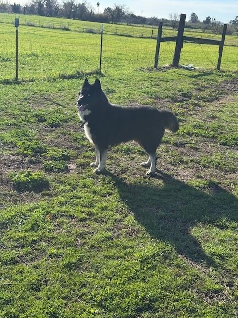 Loki photo 3