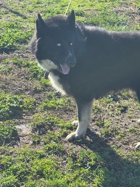 Loki photo 2
