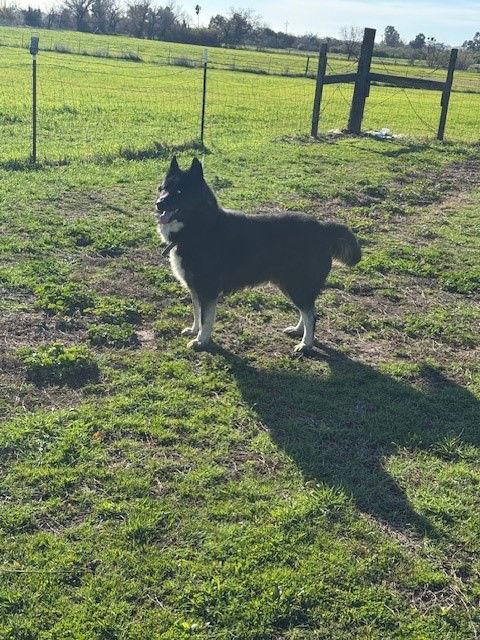 Loki, Adoptable, Adult Male Husky & German Shepherd Dog.